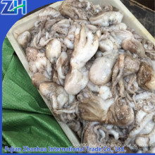 fresh live frozen octopus/ seafood baby octopus wholesale price